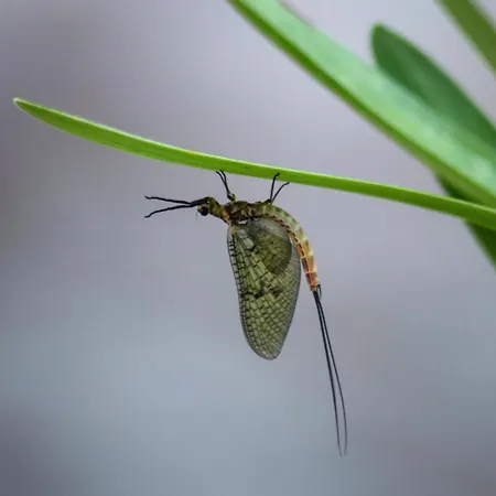 Moulin De Latreille Bed & Breakfast Calès