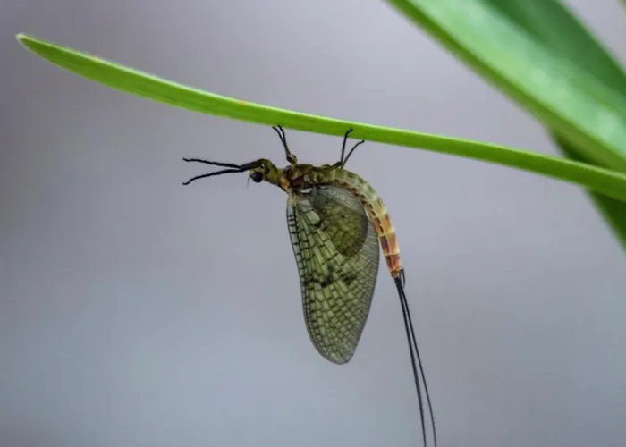Moulin De Latreille Bed and breakfast Calès